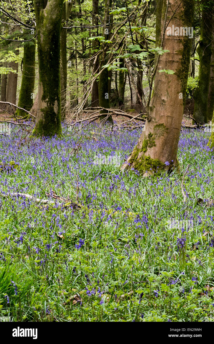 Bella la molla Bluebells in boschi Grovely Wishford vicino a Salisbury Foto Stock