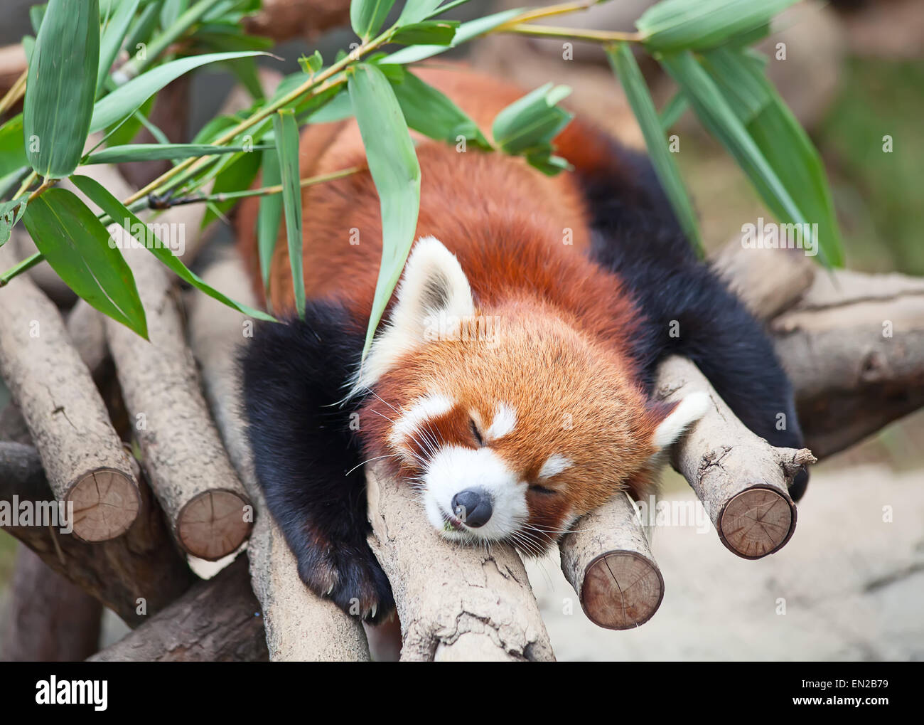 Panda rosso (Firefox) dormire sulla struttura ad albero Foto Stock