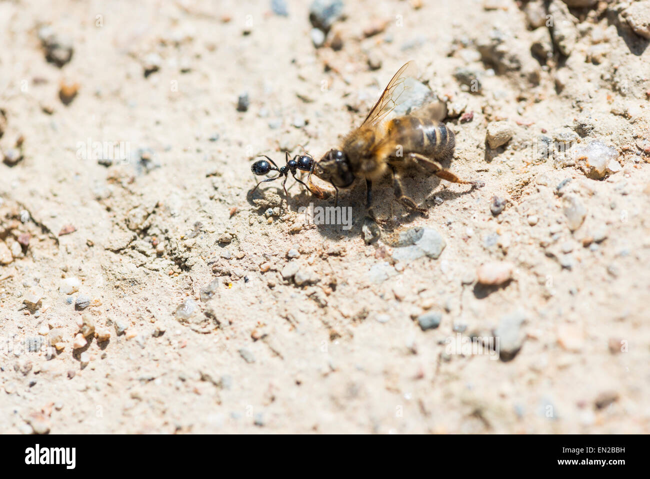 Una formica che trasporta un morte bee Foto Stock