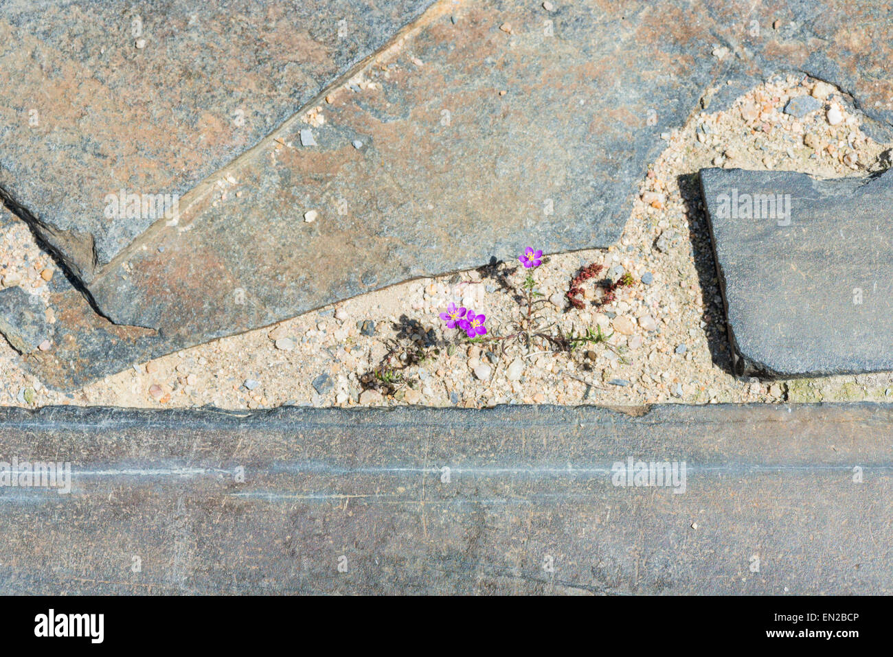 Un naturale Mostro di Loch Ness silhouette di sabbia e pietra ardesia con alcuni piccoli fiori in medio Foto Stock
