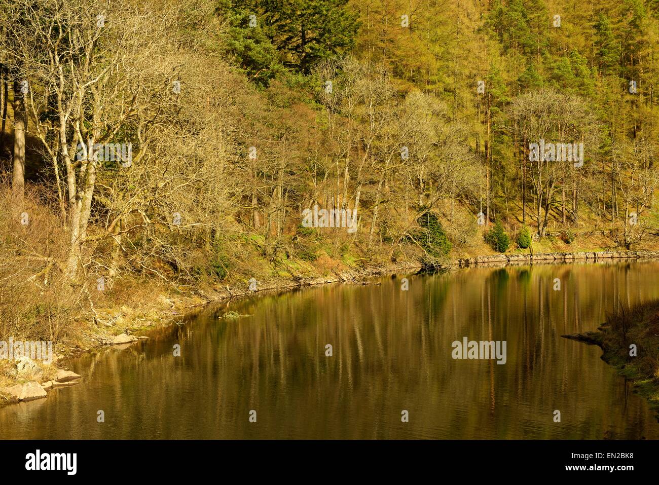 Una immagine a colori di alberi essendo riflesso nell'acqua ancora del fiume elan Foto Stock