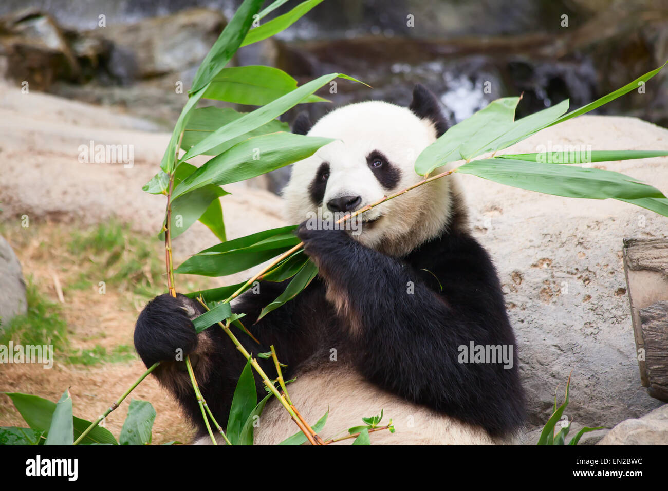 Gigantesco orso panda mangiare le foglie di bambù Foto Stock