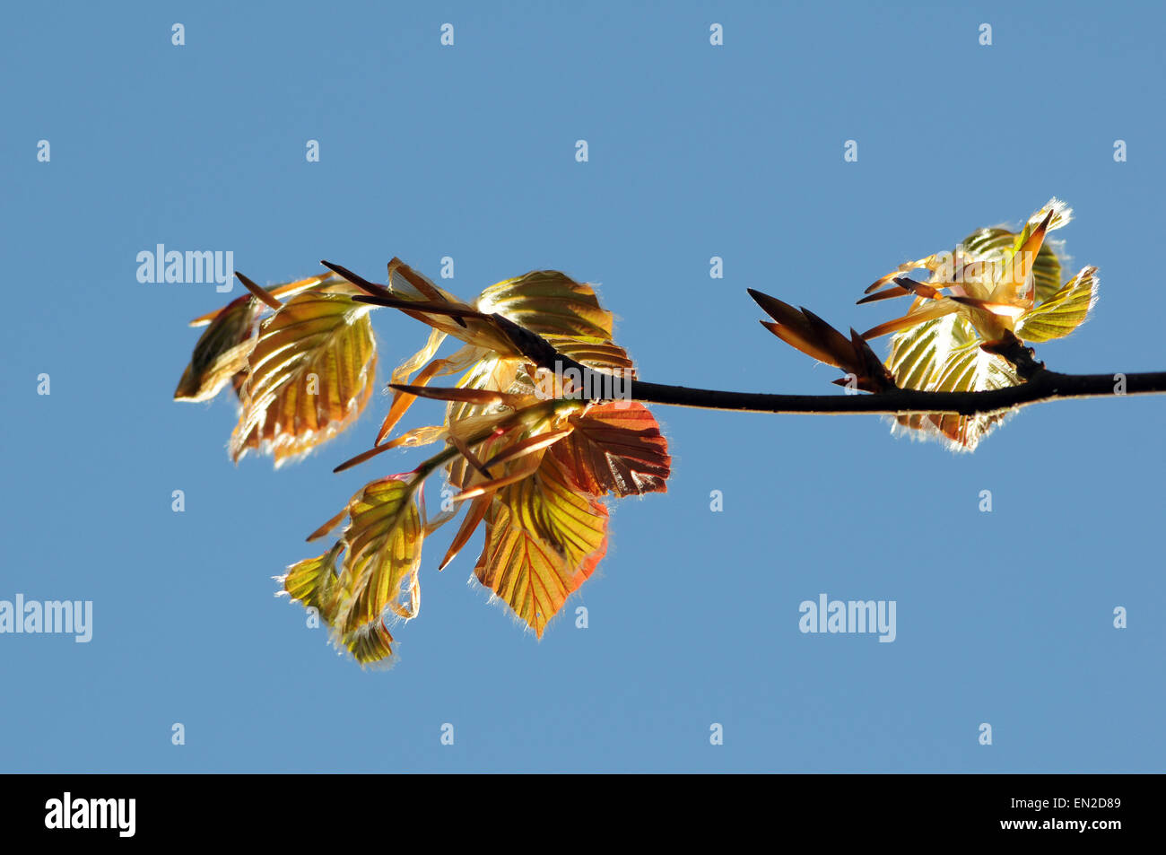Aberystwyth, Wales, Regno Unito. 26 Aprile 2015 - Su un perfetto pomeriggio a molla, le foglie di un albero di faggio da distendere le gemme in aprile sunshine - John Gilbey/Alamy Live News Foto Stock