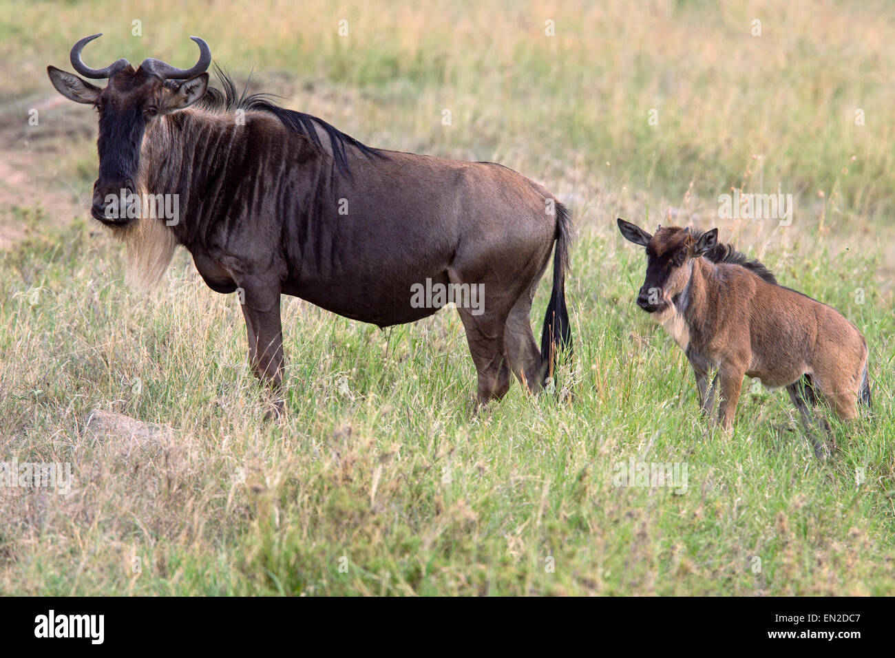 Blue gnu con vitello, borchiati gnu Foto Stock