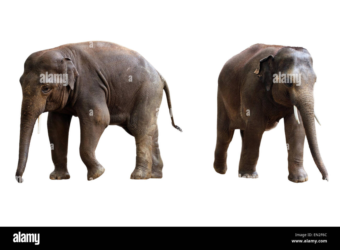 Due elefanti isolati con tracciato di ritaglio Foto Stock