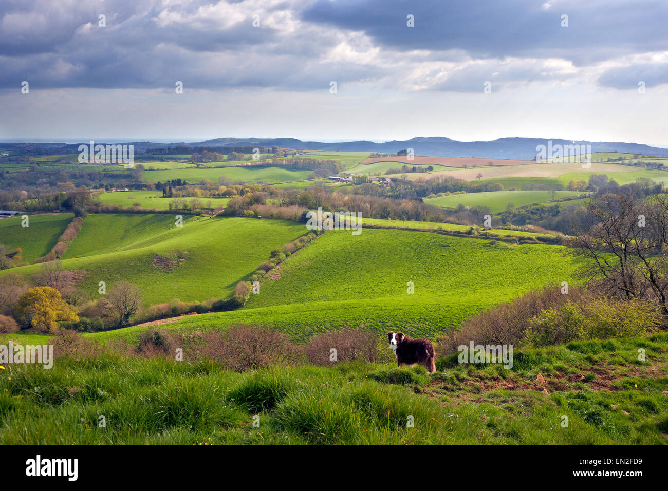 Waddon Hill, Dorset. Vista guardando a sud verso il West Dorset Costa del patrimonio Foto Stock