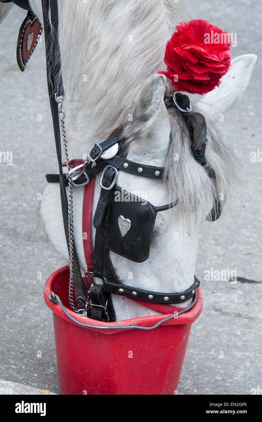 Carrello bianco cavallo con un'artificiale rosa rossa la decorazione è cavo, bere da una benna di rosso su Central Park South, NYC Foto Stock
