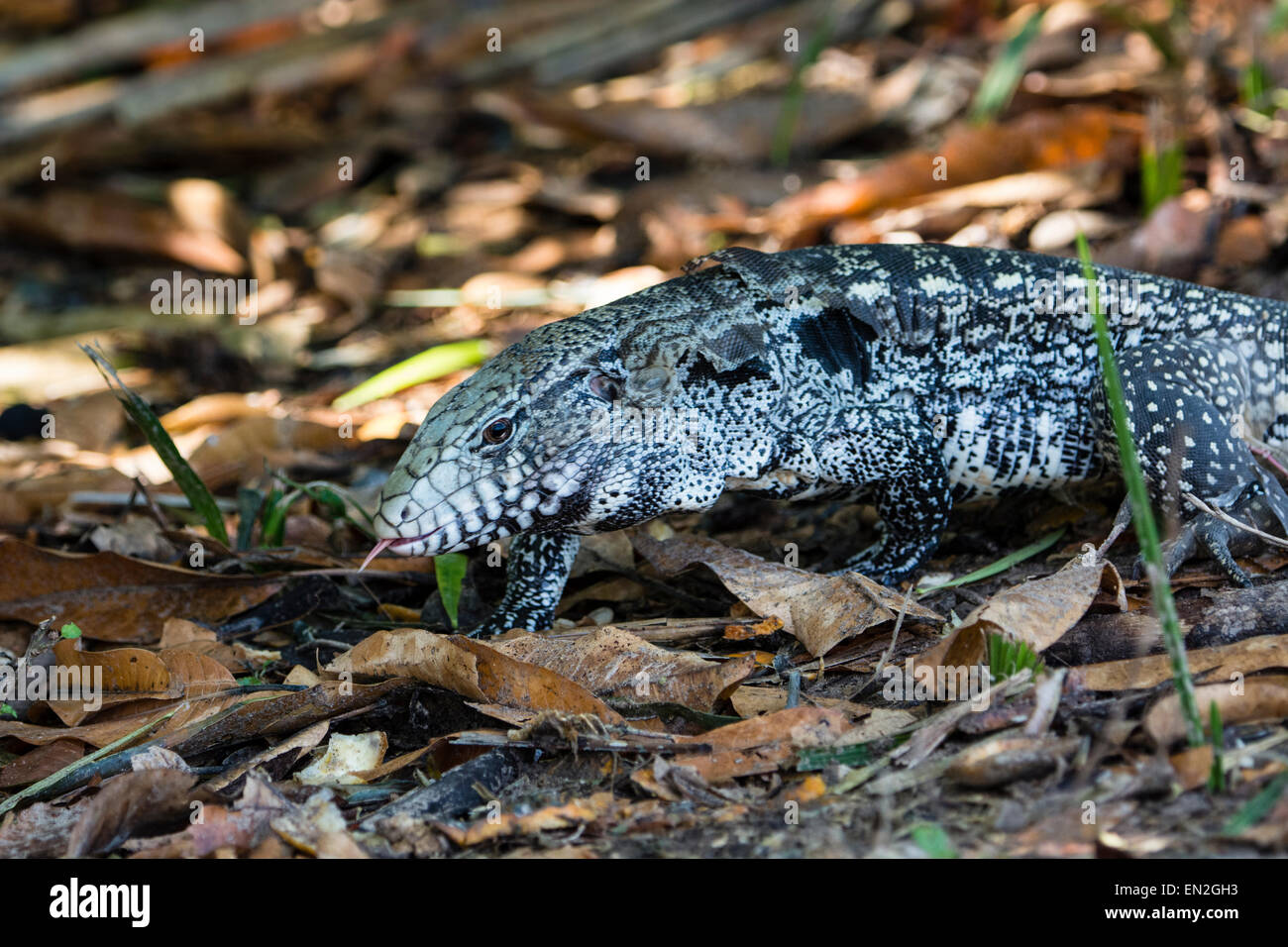 Wild Argentina per adulti in bianco e nero Tegu, Panatanal, Mato Grosso, Brasile, Sud America. Considerate invasive in Florida, Stati Uniti d'America Foto Stock