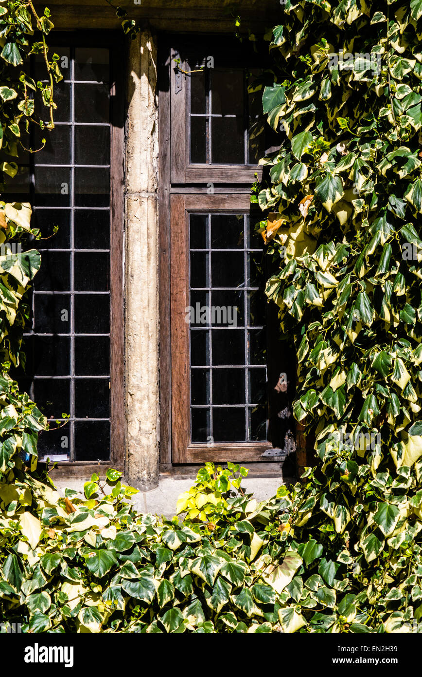 Medievale di vetro al piombo circondato da edera, King's Manor cortile, York Foto Stock