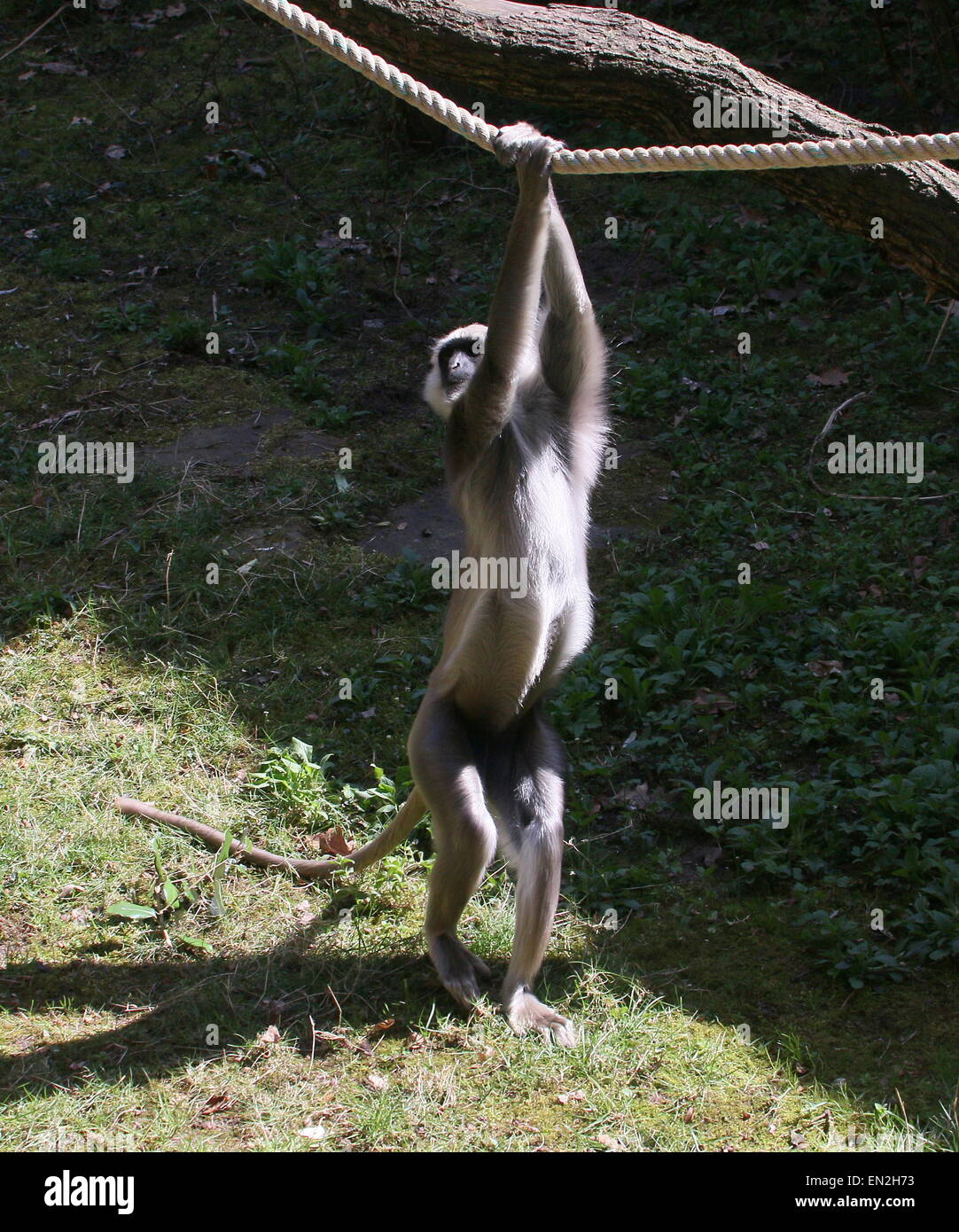 Maschio di indiani delle pianure settentrionali langur grigio (Semnopithecus entellus) arrampicarsi sulle funi a Apenheul Primate Zoo, Apeldoorn, Paesi Bassi Foto Stock