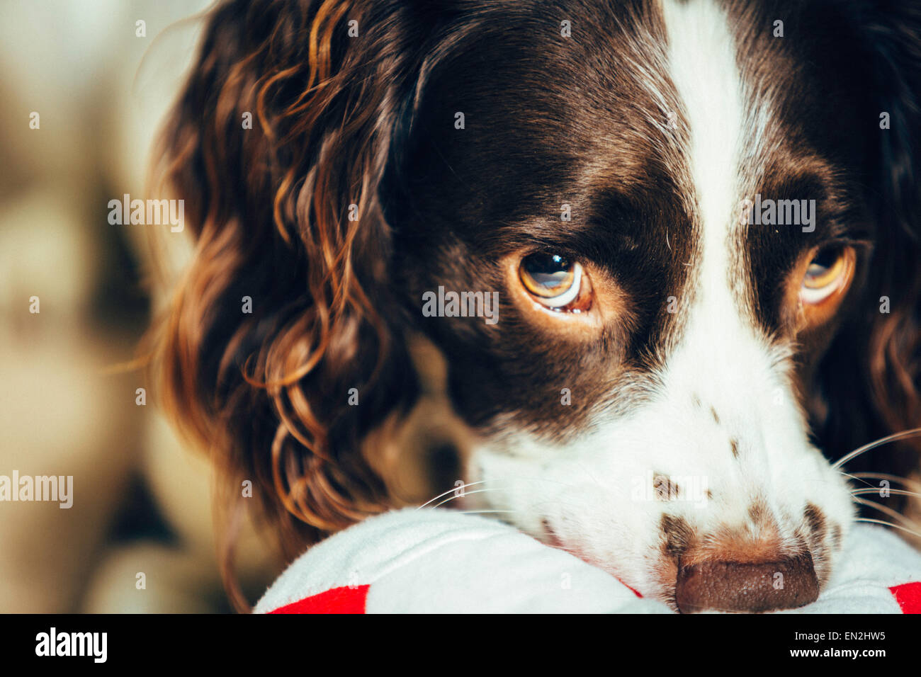 Una foto ritratto di un inglese bianco e marrone di fegato Springer Spaniel cane masticare una sfera malizia, Foto Stock