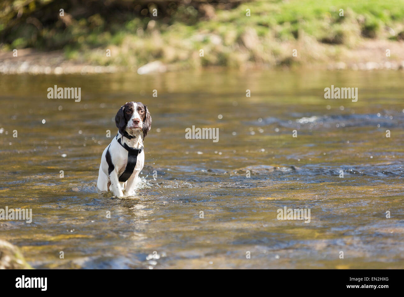 Un bagnato inglese bianco e marrone di fegato Springer spaniel pronta per il suo comando successivo. Foto Stock