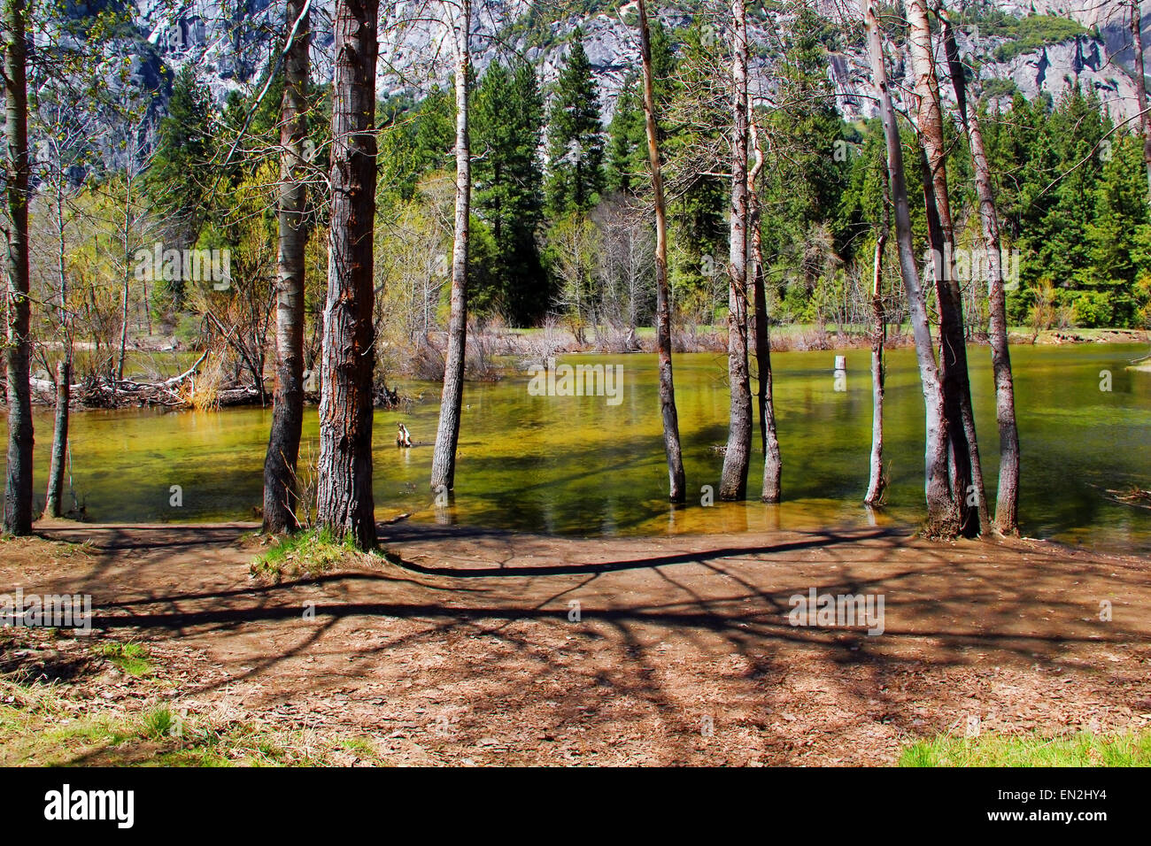 Parco Nazionale di Yosemite in California. Stati Uniti d'America Foto Stock