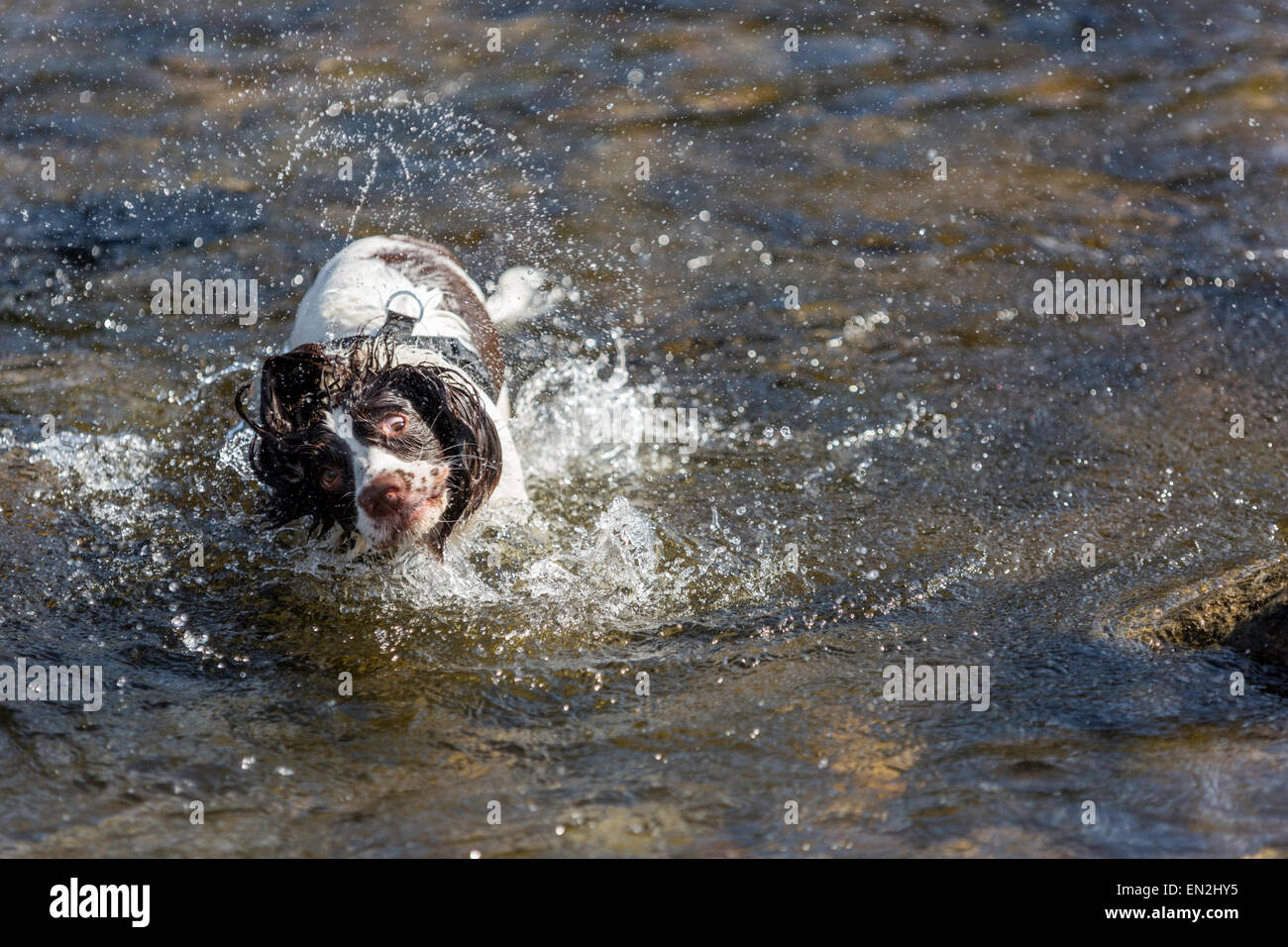 Wet inglese bianco e marrone di fegato molla Spaniel agitando l'acqua in un fiume Foto Stock