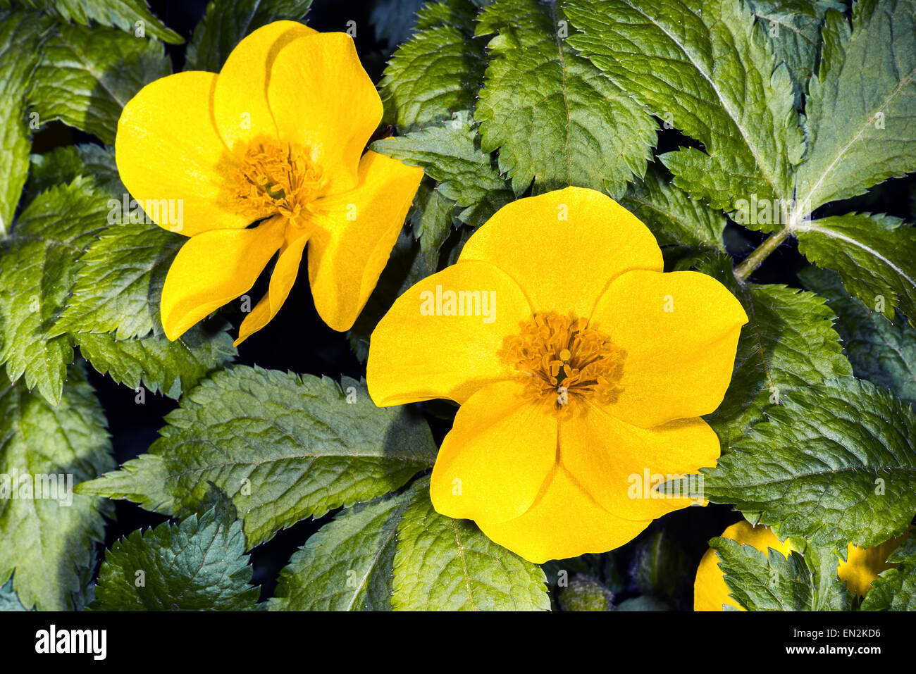 Fiore Tagete fiore giallo verde primavera foglie fresche di penombra perenne acqua bagnata del laghetto in giardino piante makro a molla Foto Stock