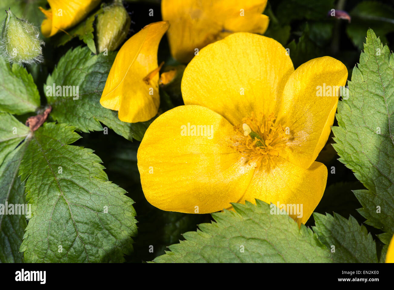 Fiore Tagete fiore giallo verde primavera foglie fresche di penombra perenne acqua bagnata del laghetto in giardino piante makro a molla Foto Stock