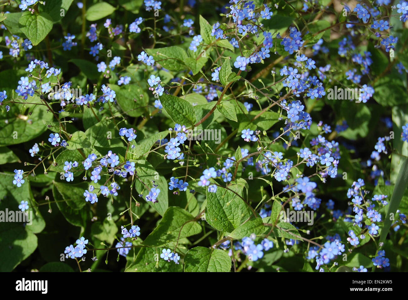 Un bel blu fiori nel giardino di sole primaverile. Foto Stock