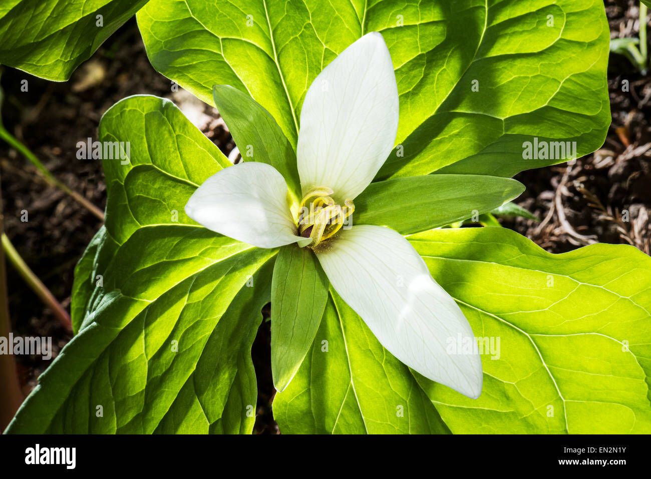 Trillium chloropetalum fiore in fiore giallo verde primavera foglie fresche di penombra perenne wet West USA California Trilliaceae fl Foto Stock