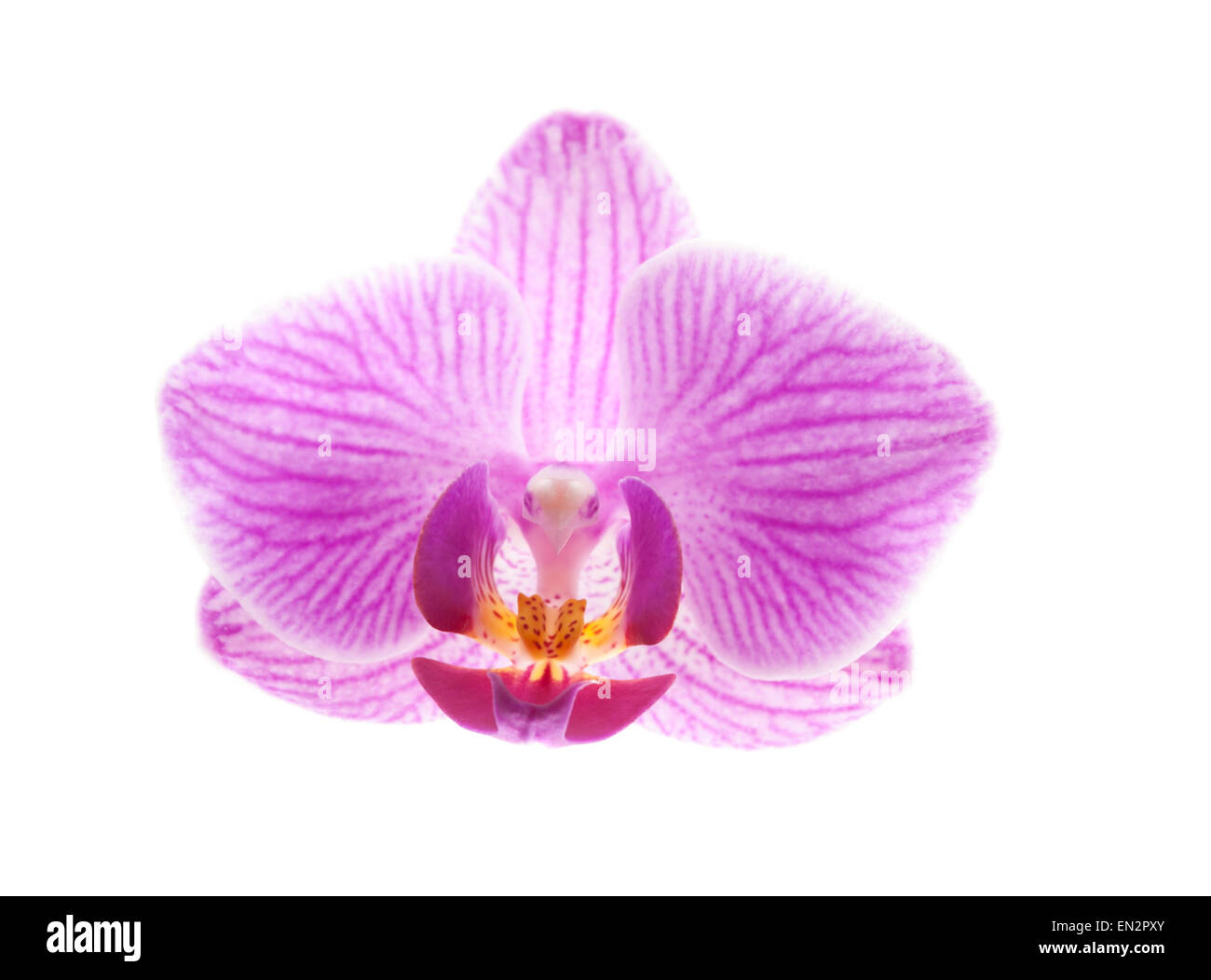 Fiori di orchidea, Phalaenopsis Foto Stock