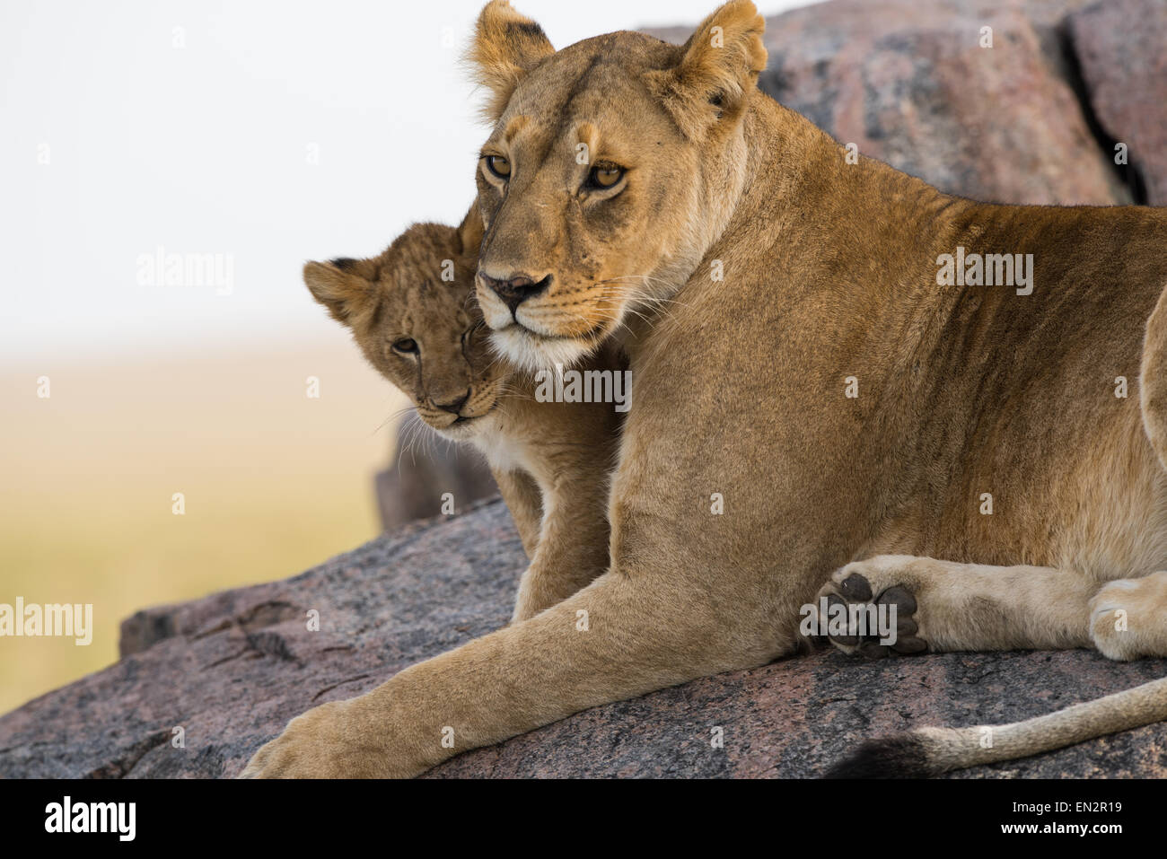 Leonessa e cub su un kopje. Foto Stock