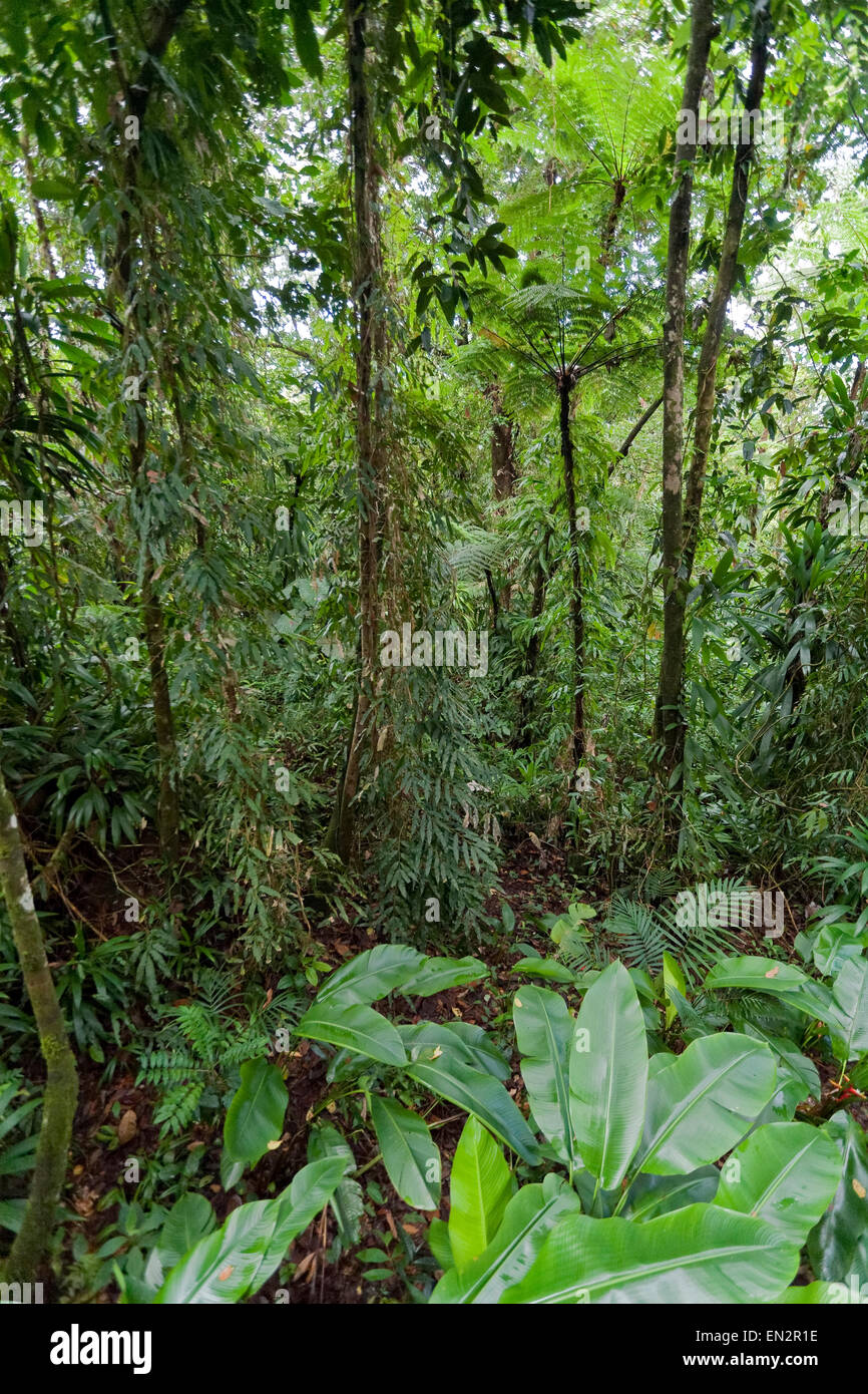 Foresta di pioggia, Dominica Foto Stock