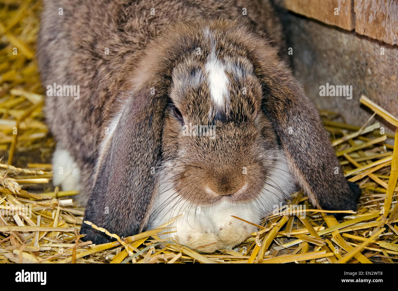 Casa conigli in paglia Foto stock - Alamy