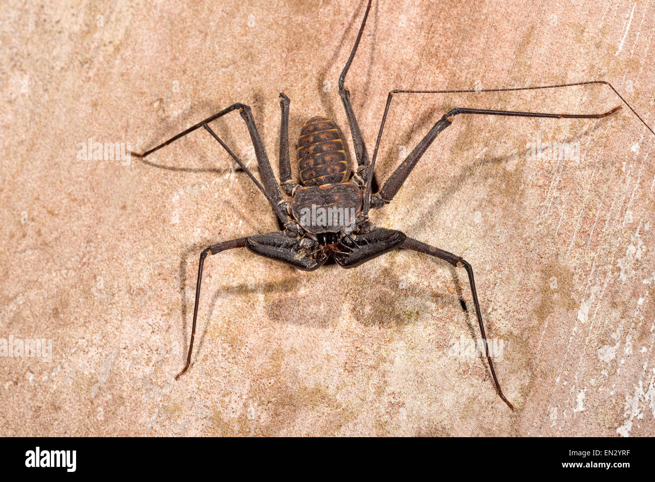 Amblypygi - frusta-crociere COSTA RICA wildlife wip spider tailless frusta scorpioni animale invertebrato Arachnida notte notturno di un Foto Stock