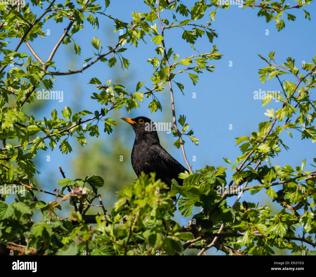 Merlo (Turdus merula) arroccato nella struttura ad albero, Somerset, Inghilterra, Regno Unito Foto Stock