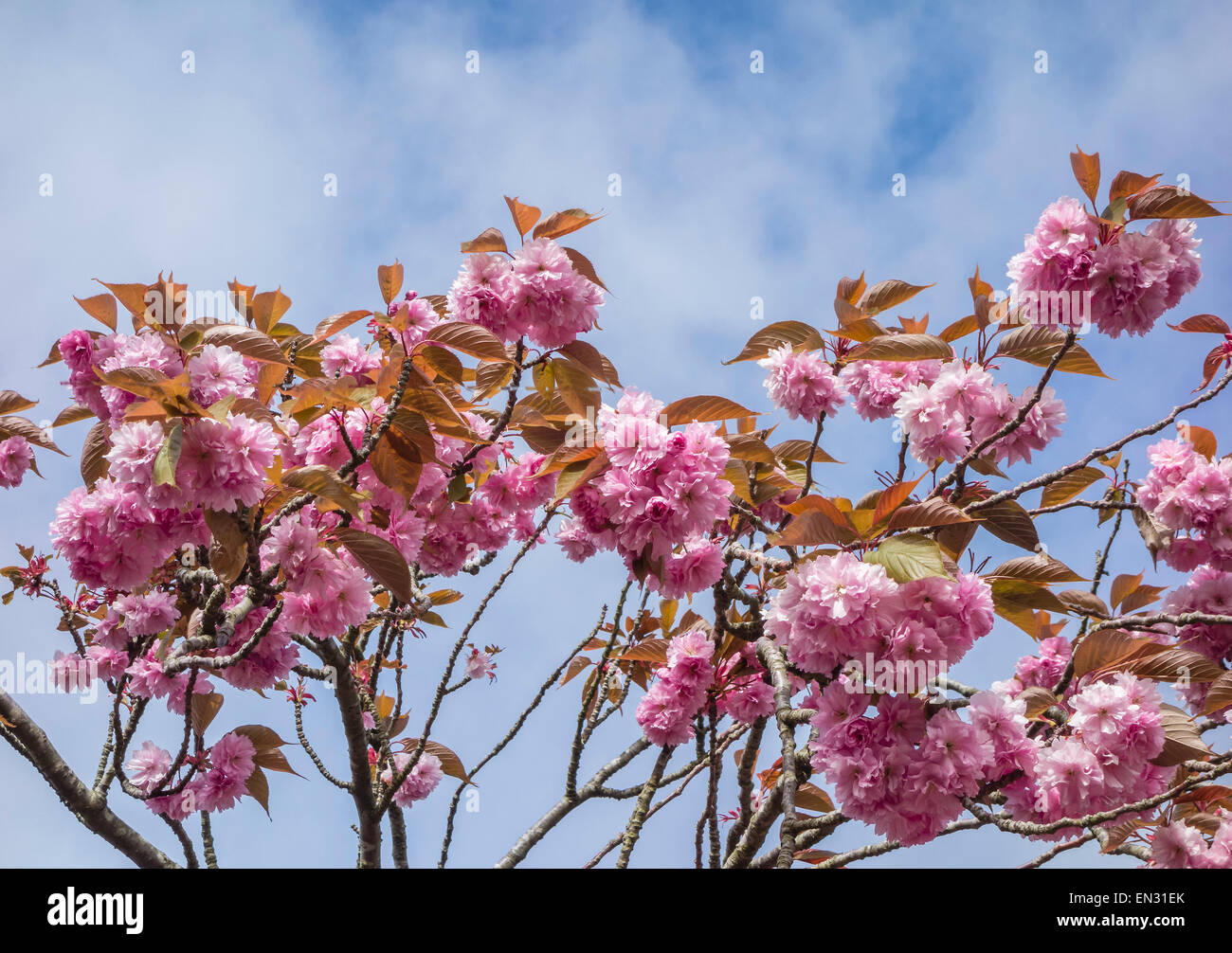 Il Ciliegio fiorisce in primavera, Dorset, England, Regno Unito Foto Stock