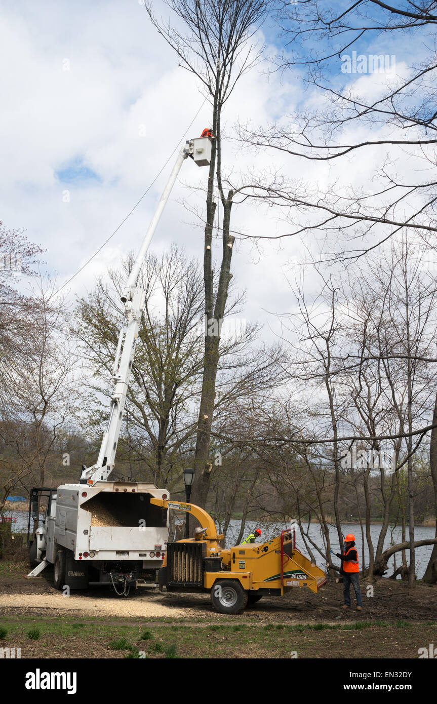 Lavoratori taglio basso e scheggiature albero morto nel Prospect Park di Brooklyn, New York, Stati Uniti d'America Foto Stock