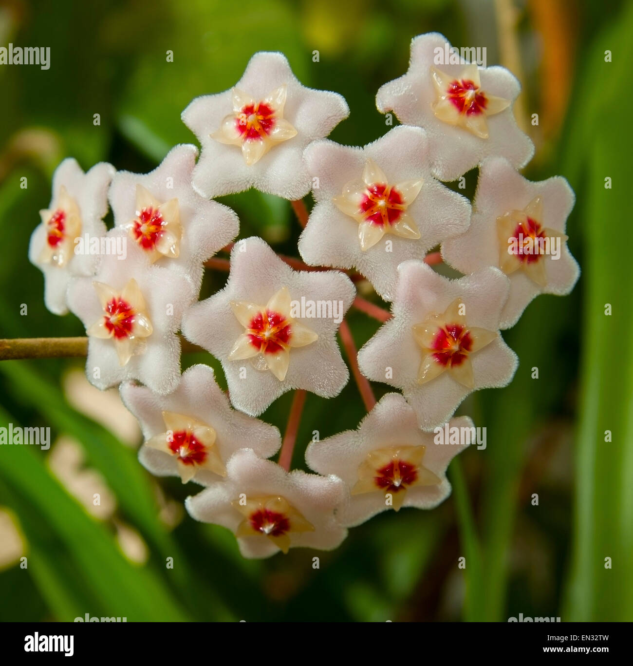 Infiorescenza,fiori(Hoya) Foto Stock
