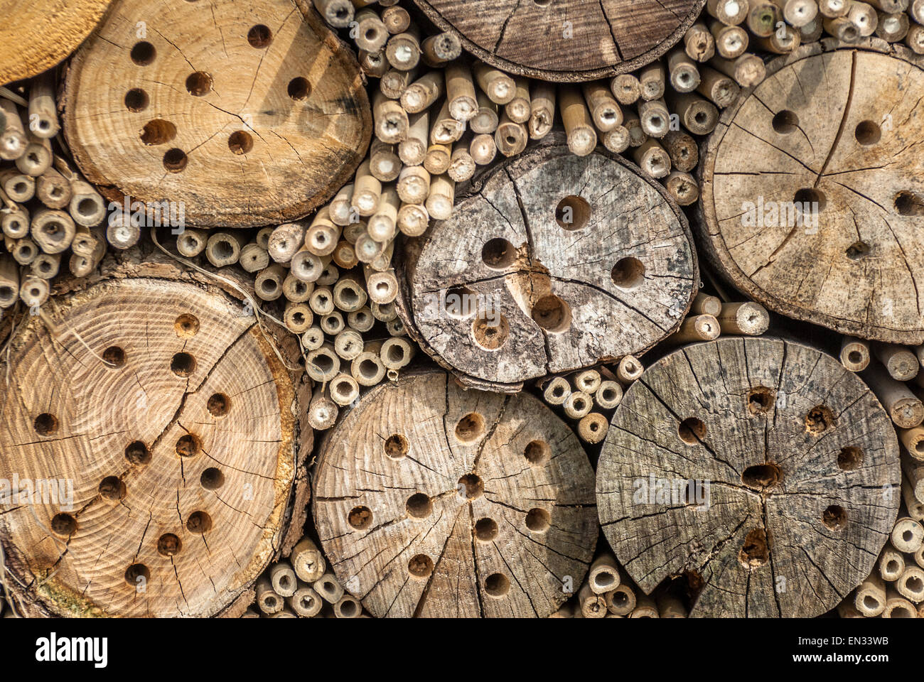 Un alloggiamento naturale per molte specie di insetti dalle api a bug. Foto Stock