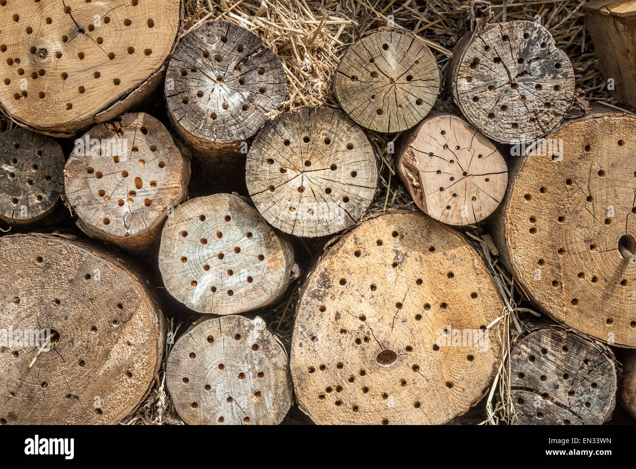 Un alloggiamento naturale per molte specie di insetti dalle api a bug. Foto Stock