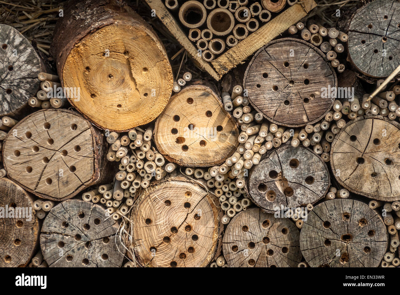 Un alloggiamento naturale per molte specie di insetti dalle api a bug. Foto Stock