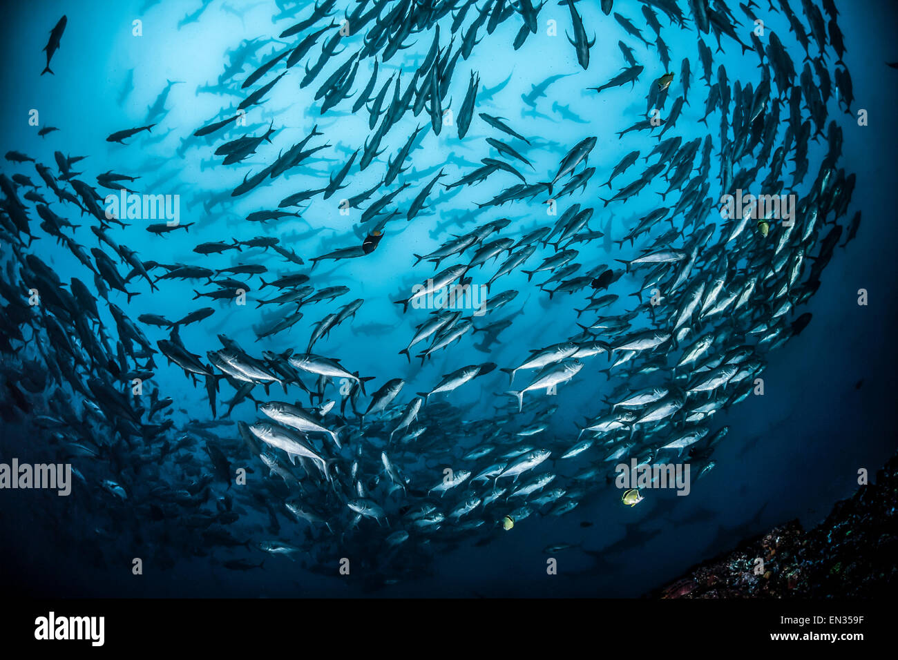 Scuola di Pesce di carangidi obeso (Caranx sexfasciatus) e grande scuola del festone squali martello (Sphyrna lewini) dietro Foto Stock