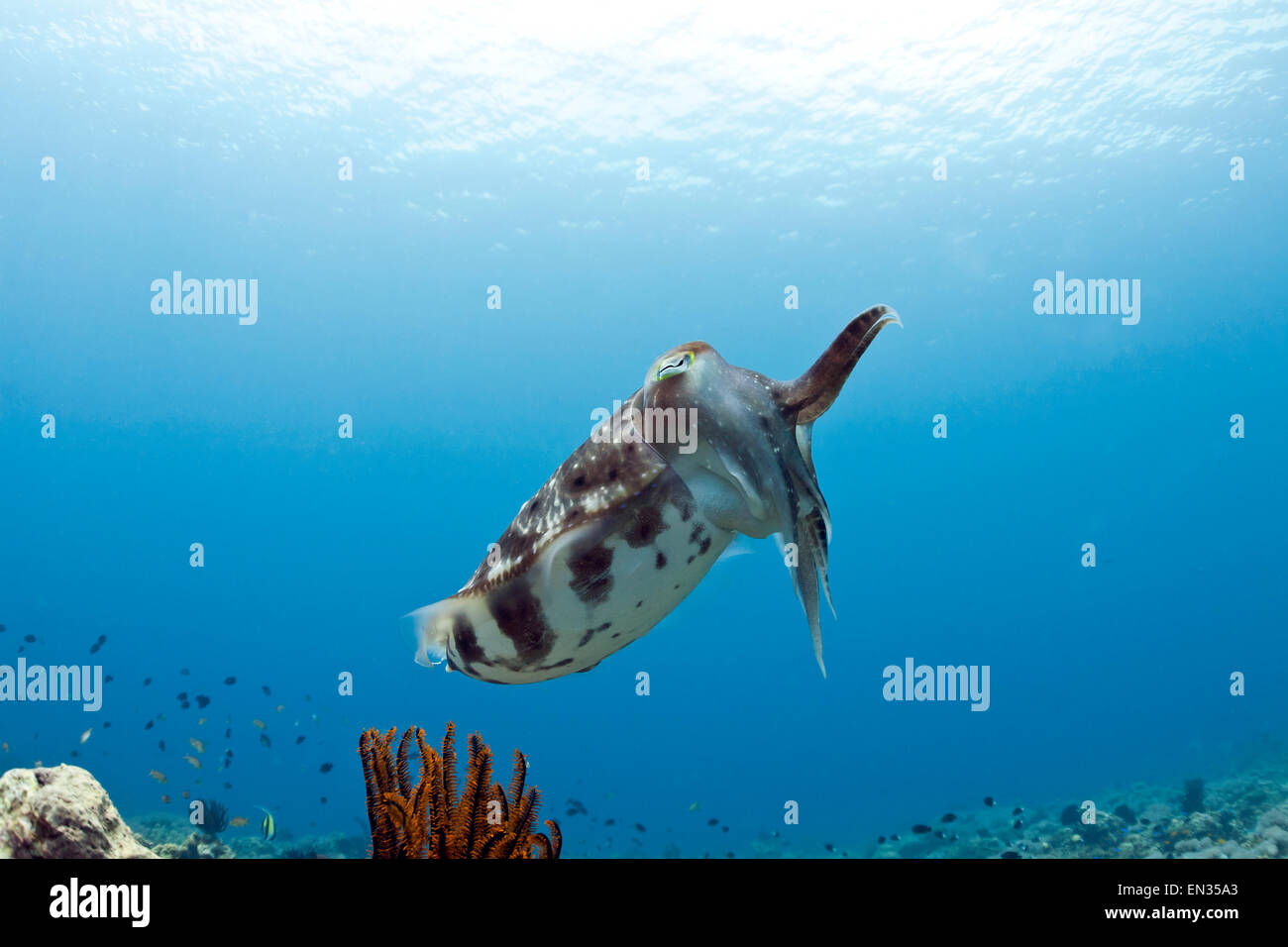 Broadclub Seppie (Sepia latimanus), Bali, Indonesia Foto Stock
