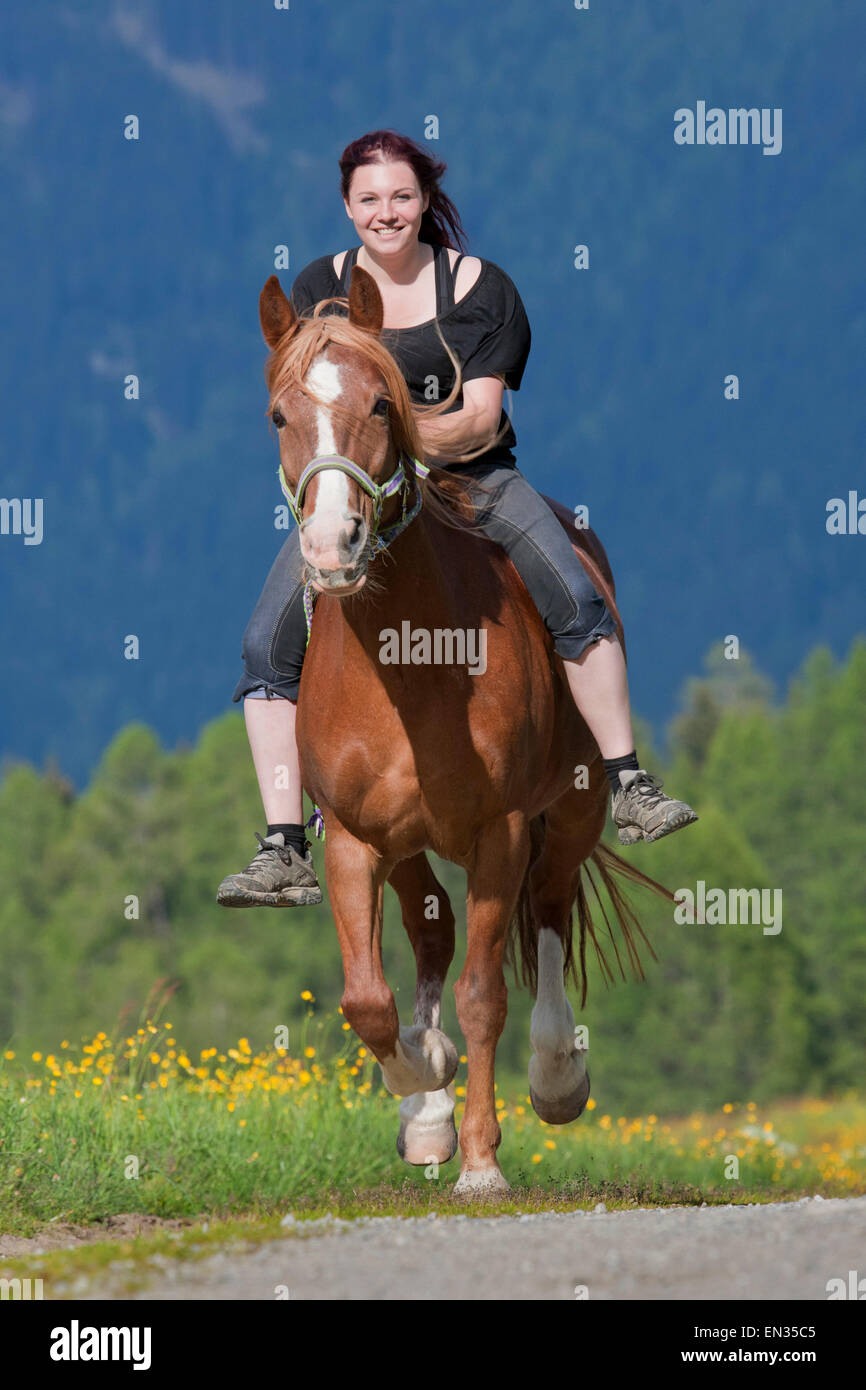 Horserider, al galoppo, bareback, su marrone Noric Pinto mix mare, Wipptal, Tirolo, Austria Foto Stock