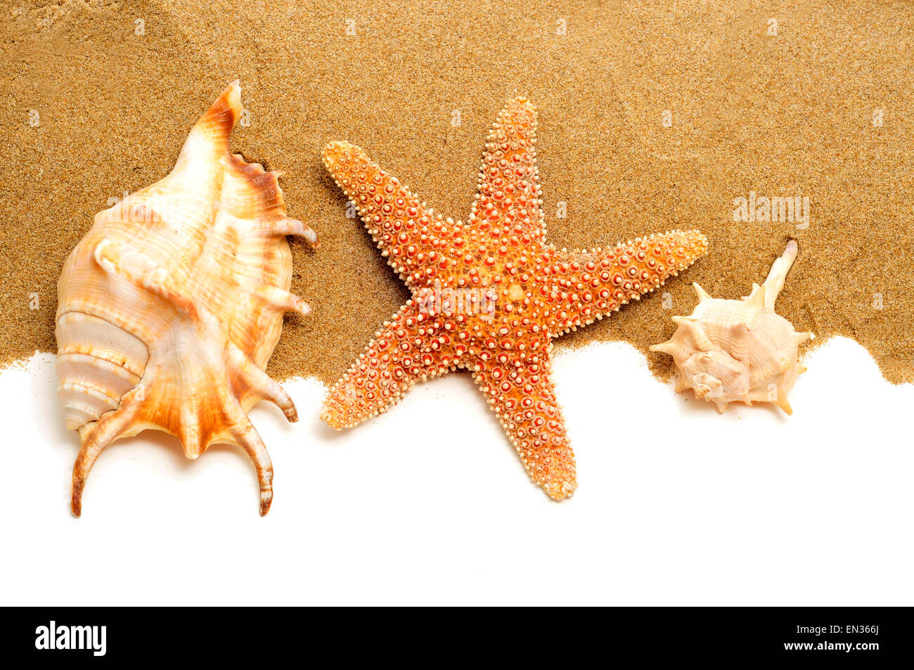 Alcuni conch conchiglie e una stella di mare sulla sabbia, su uno sfondo bianco con uno spazio vuoto per scrivere il vostro testo Foto Stock