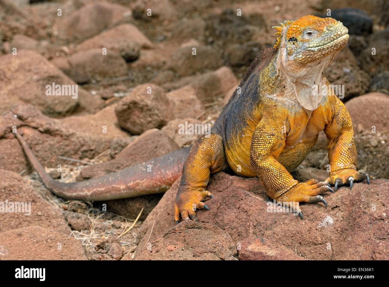 Terra Galapagos iguana (Conolophus subcristatus), North Seymour Island, Galapagos, Ecuador Foto Stock