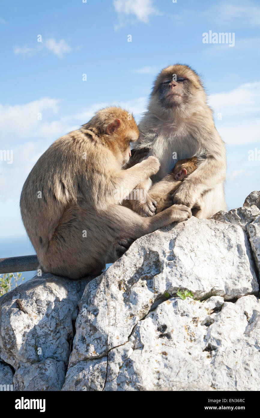 Barberia scimmie macaco, Macaca sylvanus, Gibilterra, British terroritory in Europa meridionale Foto Stock