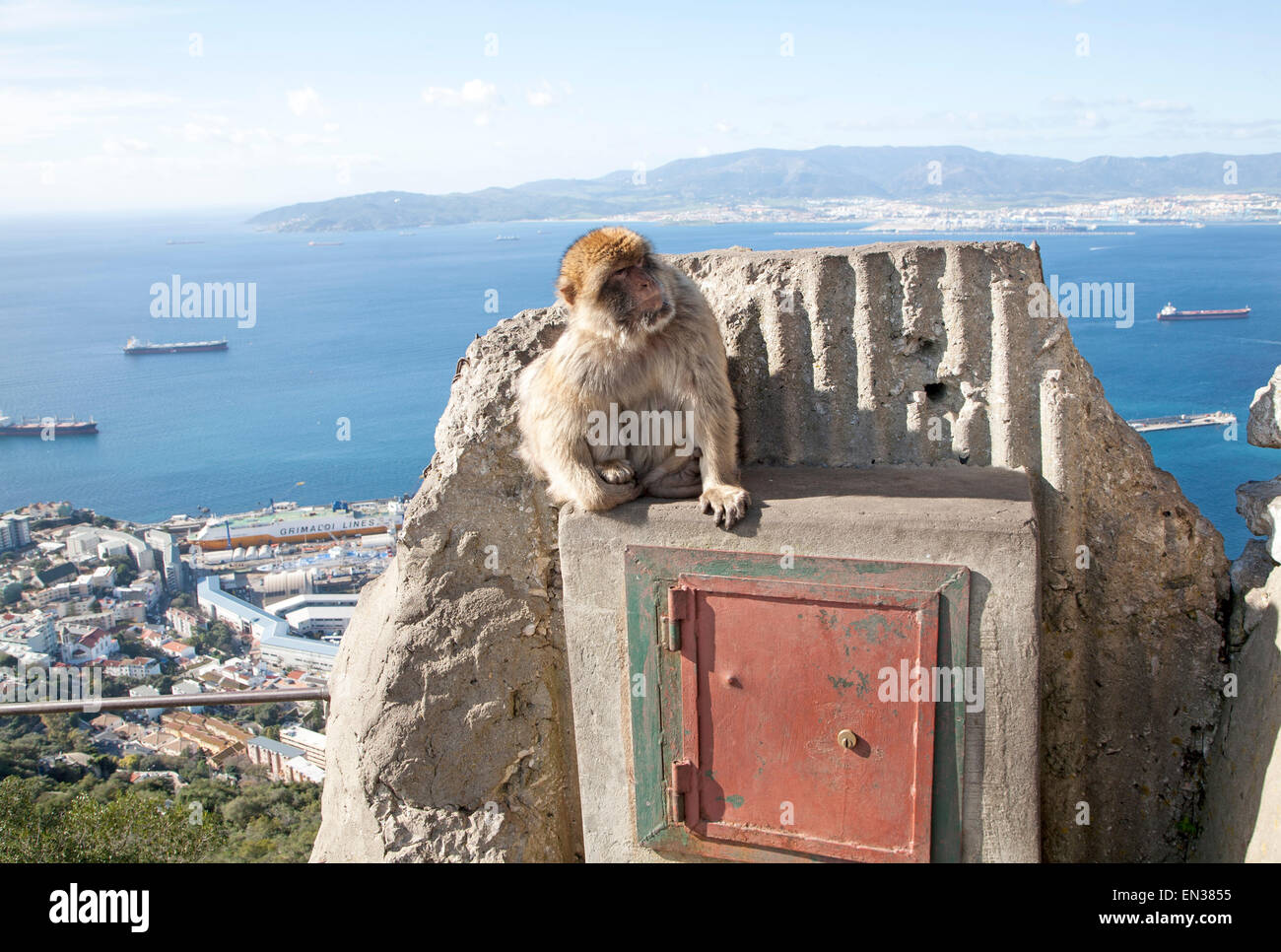 Barberia scimmie macaco, Macaca sylvanus, Gibilterra, British terroritory in Europa meridionale Foto Stock