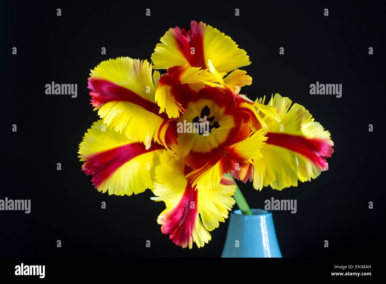 Rosso-giallo tulip (Tulipa) nella luce vaso blu Foto Stock