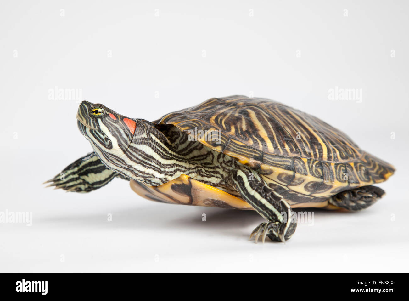 Tartaruga dalle orecchie rosse (Trachemys scripta elegans) Foto Stock