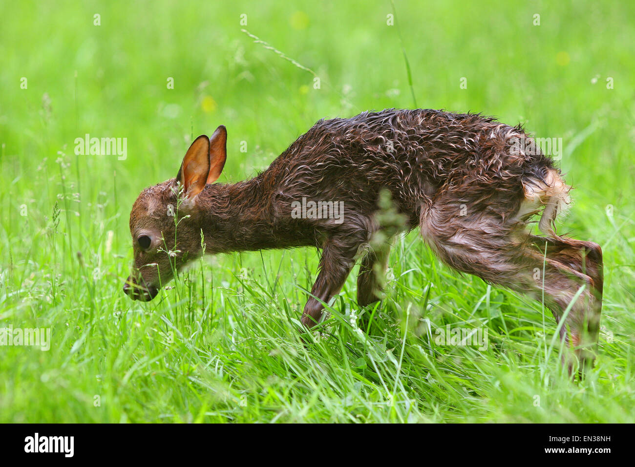 Sika cervo (Cervus nippon), cerbiatti sta compiendo i suoi primi passi, captive, Baviera, Germania Foto Stock