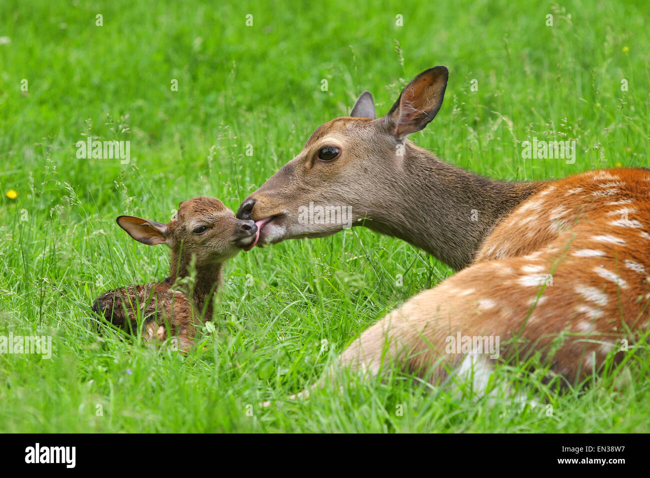 Sika cervo (Cervus nippon), doe con cerbiatti, captive, Baviera, Germania Foto Stock