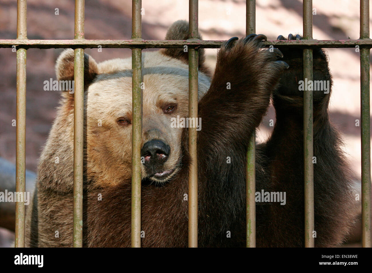 Unione l'orso bruno (Ursus arctos) nella gabbia dietro le sbarre, captive, Turingia, Germania Foto Stock