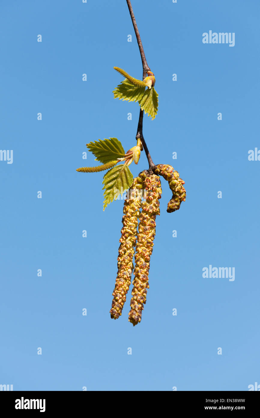 Argento betulla o presenta verrucosa betulla (Betula pendula), infiorescenze femminili sopra, infiorescenze maschili di seguito, Bassa Sassonia, Germania Foto Stock