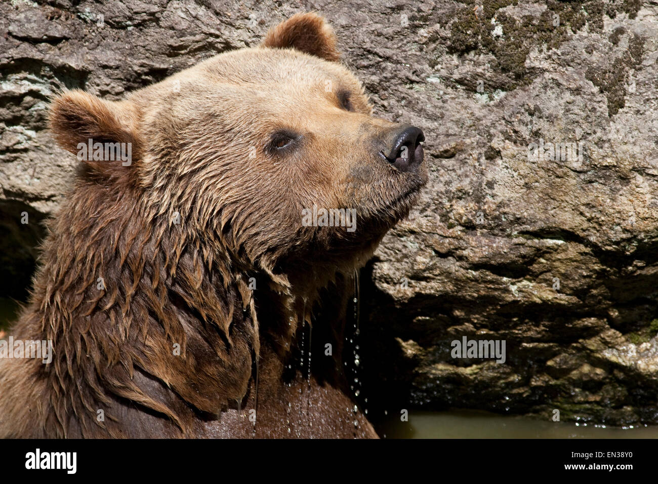 Eurasian l'orso bruno (Ursus arctos arctos), prigionieri della Foresta Bavarese, Baviera, Germania Foto Stock
