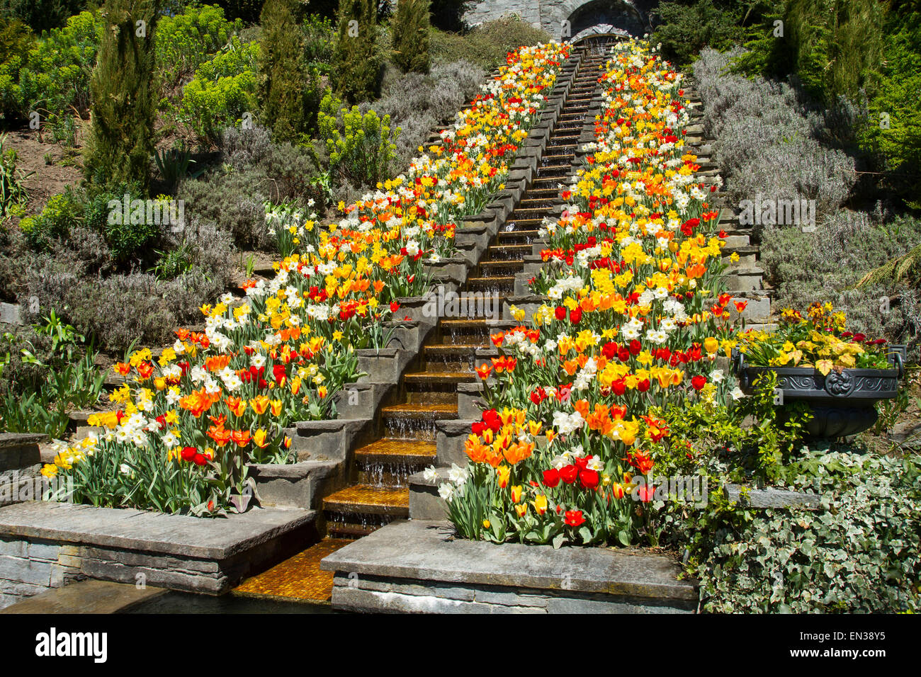 Scale con tulipani (Tulipa), Isola di Mainau, Baden-Württemberg, Germania Foto Stock