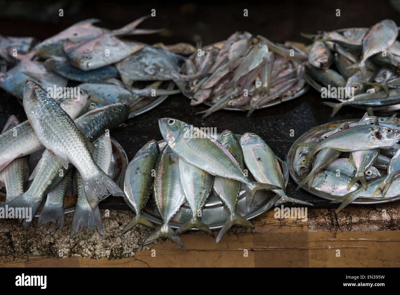 Il pesce appena pescato, mercato del pesce, Fort Cochin, Kochi, Kerala, India Foto Stock